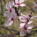 fleurs-de-bach-cherry-plum