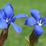 fleurs-de-bach-gentian
