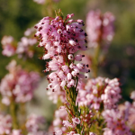 fleurs-de-bach-heather