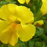 fleurs-de-bach-mimulus