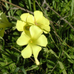 fleurs-de-bach-mustard