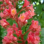 fleurs-de-bach-red-chestnut
