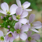 fleurs-de-bach-water-violet