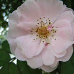 fleurs-de-bach-wild-rose